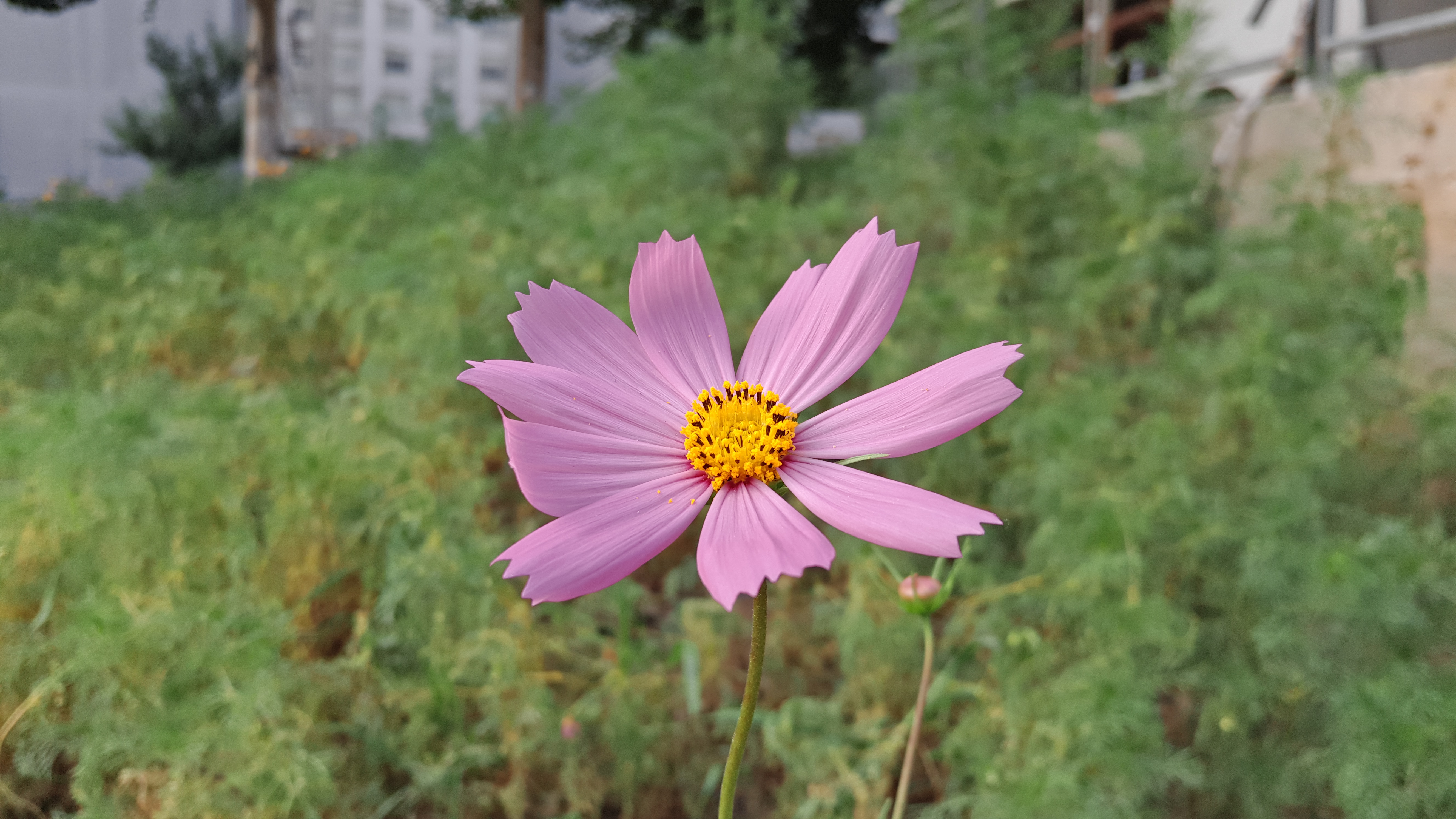 拍摄地点-沈阳市,五里河公园