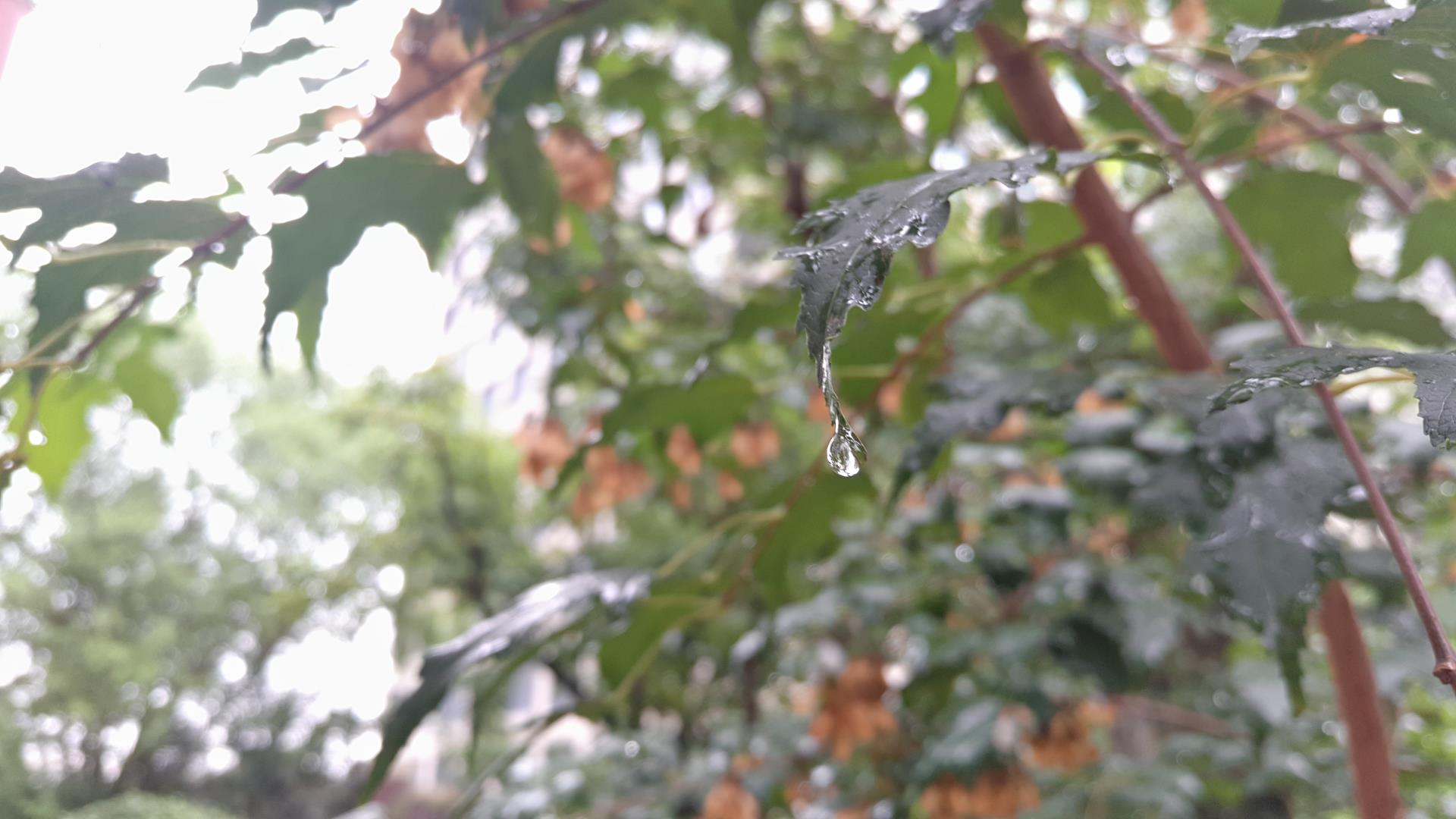 空山新雨后,天气晚来秋。 明月松间照,清泉石上流。